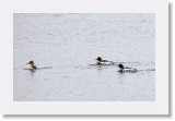 Tukkakoskelot_red-breasted merganser2 * 1969 x 1239 * (1.47MB)